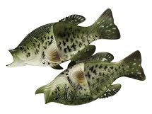 FISH SHOE, CRAPPIE